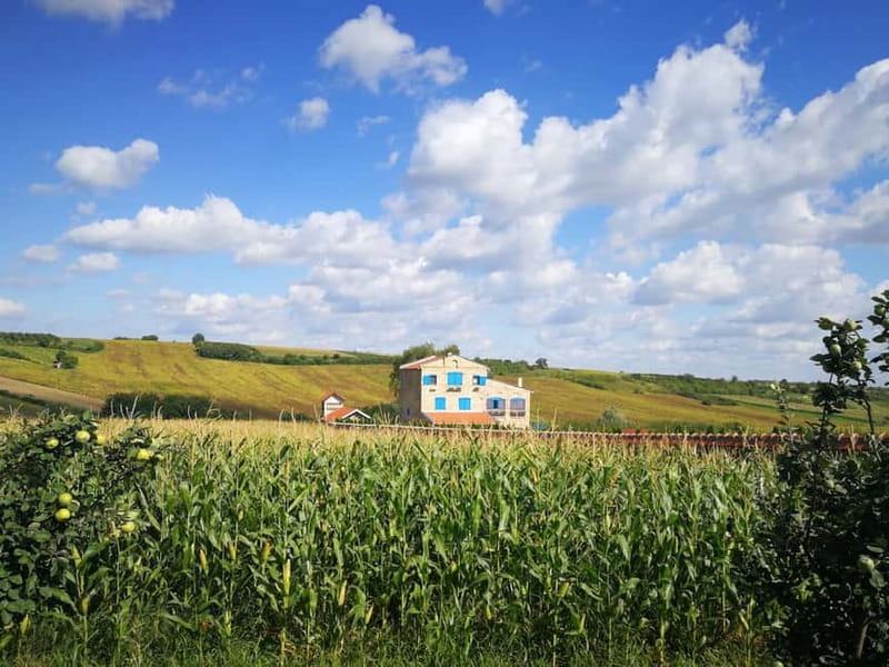 From Belgrade: Novi Sad & Fruska gora & winery and monastery - Sremski Karlovci, a small town with a big cultural role