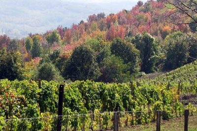 Full-Day Private Royal Heritage Tour to Oplenac With a Winery Visit