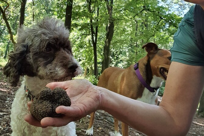 Private Truffle‑Hunting Tour from Belgrade – Lunch with Wine - A Serbian lunch built around fresh truffles